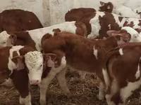 Bull, Simmental cattle — photo 2