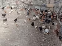 Chickens — 1-rasm