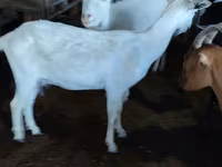 Ешкі, Saanen goat — 1-сурет