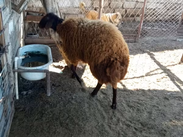 كبش, Blackheaded Persian sheep