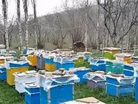 Arıçılıq üçün tam avadanlıq dəsti – çoxsaylı rəngli taxta arı — 1-rasm