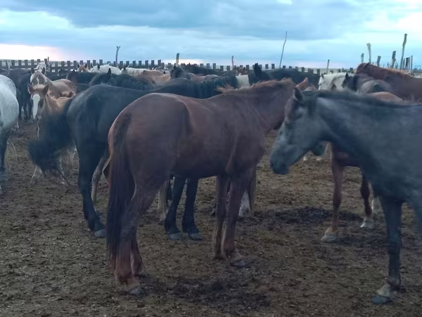 Mare, Horses