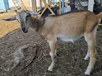 Ziegenbock, Nubian Goat — Foto 3
