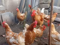 Chickens — photo 5