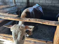 Bulle, Kasachische Weißkopfkuh — Foto 6