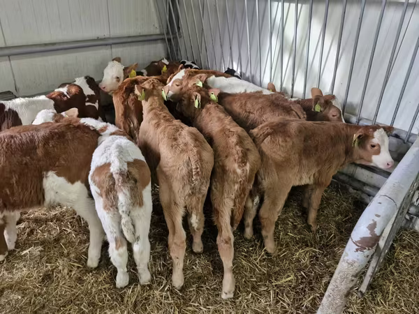Bulle, Simmental cattle