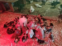 Ducks — الصورة 5