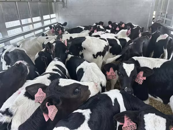Toro, Raza Holstein