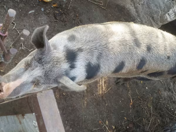 Eber, Schweine