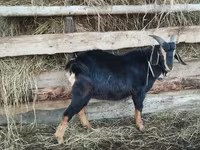 Widder, Romanov sheep — Foto 3