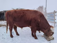 Bull, Swiss cattle — photo 2