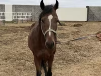 حصان, Thoroughbred horse — الصورة 7