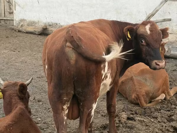 Bull, Kazakh White-headed cow