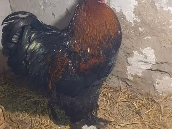 Brahma