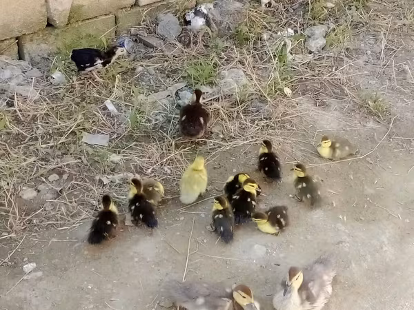 Ducks
