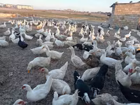 Deutscher Pekin — Foto 4