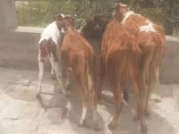Bulle, Simmental cattle — Foto 5