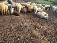 母羊, Sheep — 照片 1