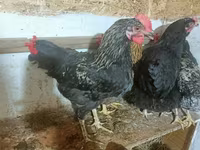 Brahma — Foto 3