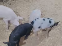 Schweine (Partie, Geschlecht nicht angegeben), Schweine — Foto 1