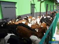 Cow, Russian Black pied cattle — photo 3