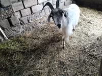 عنزة, الماعز — الصورة 2