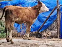 Сиыр, Simmental cattle — 5-сурет