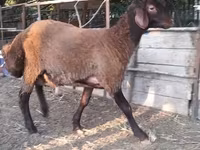 भेड़, Blackheaded Persian sheep — फ़ोटो 2