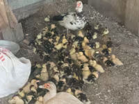 Ducks — foto 3