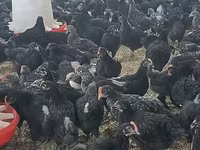 Chickens — फ़ोटो 2