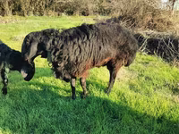 Widder, Tian-Shan semifinewool sheep — Foto 6