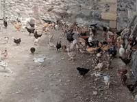 Chickens — 2-rasm
