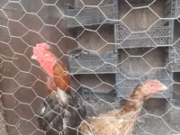 Chickens — الصورة 6
