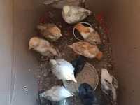 Chickens — फ़ोटो 2