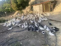 Geese — फ़ोटो 2