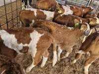Bulle, Simmental cattle — Foto 2