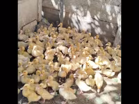 German Pekin — photo 1
