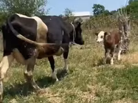 Sigir, Russian Black pied cattle — 1-rasm