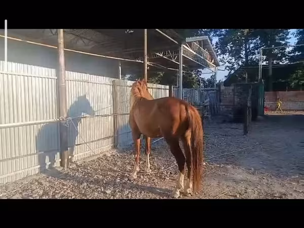 حصان, Standardbred