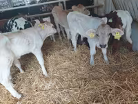 Rinder (Partie, Geschlecht nicht angegeben), Limousin-Kuh — Foto 1