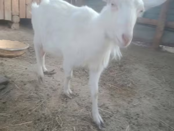 Ziege, Russian White goat