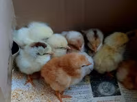 Chickens — Foto 2