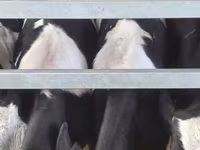 Бұқа, Russian Black pied cattle — 7-сурет