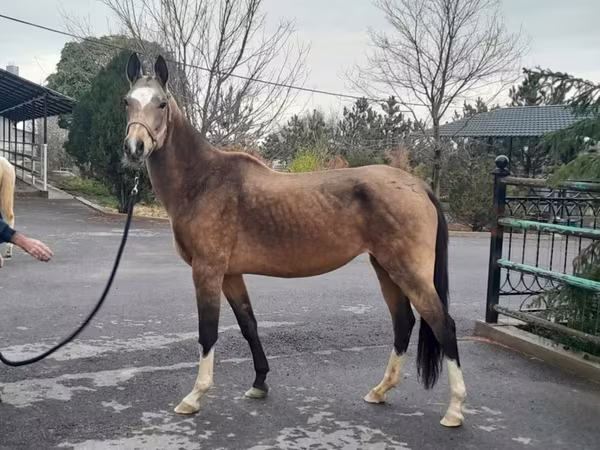 فرس, Akhal-Teke