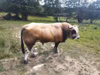 Bull, Aubrac cattle — photo 2