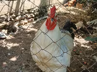 Chickens — 2-сурет
