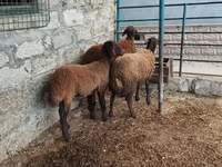 Schaf, Blackheaded Persian sheep — Foto 3