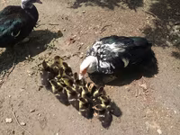 Ducks — Foto 7