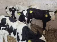 Toro, Raza Holstein — foto 7