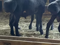 Widder, Hissar sheep — Foto 2